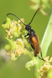 <i>Pseudovadonia livida</i>
