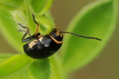 <i>Cryptocephalus moraei</i>