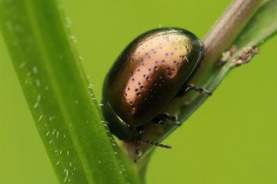 <i>Chrysolina hyperici</i>