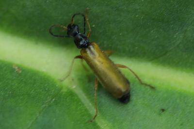 <i>Rhagonycha lignosa</i>