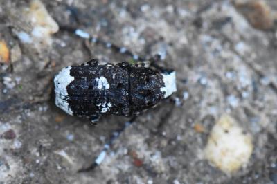 <i>Platystomos albinus</i>
