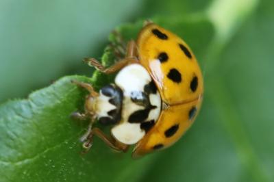<i>Harmonia axyridis</i>