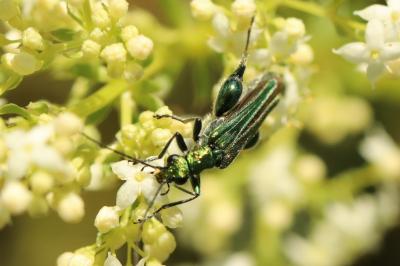 <i>Oedemera nobilis</i>