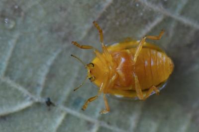 <i>Halyzia sedecimguttata</i>