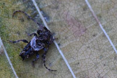 <i>Pogonocherus hispidus</i>