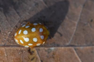 <i>Halyzia sedecimguttata</i>