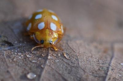 <i>Halyzia sedecimguttata</i>