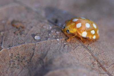 <i>Halyzia sedecimguttata</i>