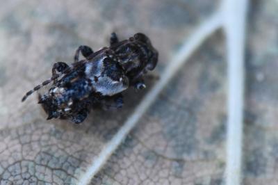 <i>Pogonocherus hispidus</i>