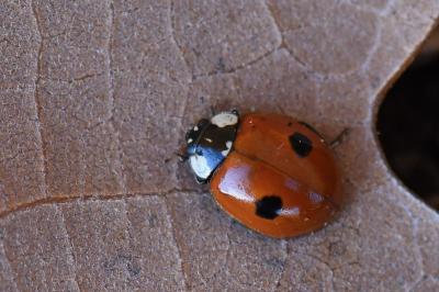 <i>Adalia bipunctata</i>