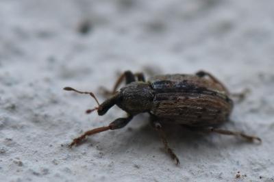 <i>Hypera postica</i>