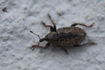 <i>Hypera postica</i>
