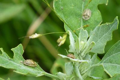 <i>Cassida nebulosa</i>
