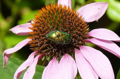 <i>Cetonia aurata</i>