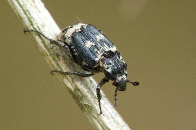<i>Valgus hemipterus</i>