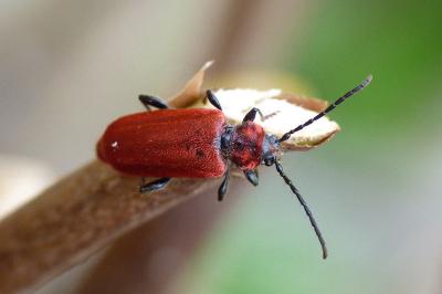 <i>Pyrrhidium sanguineum</i>