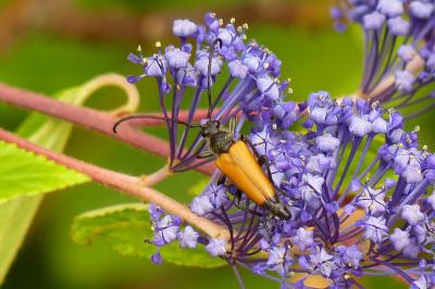 <i>Stictoleptura fulva</i>