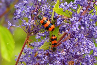 <i>Trichodes apiarius</i>