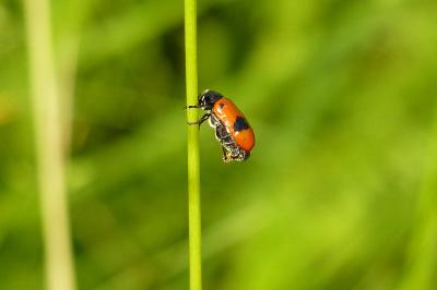 <i>Clytra laeviuscula</i>