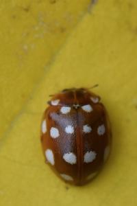 <i>Calvia quatuordecimguttata</i>