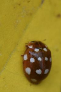 <i>Calvia quatuordecimguttata</i>