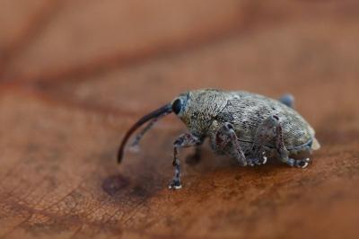 <i>Curculio glandium</i>