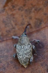 <i>Curculio glandium</i>