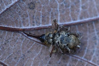 <i>Curculio glandium</i>