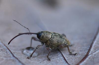 <i>Curculio glandium</i>