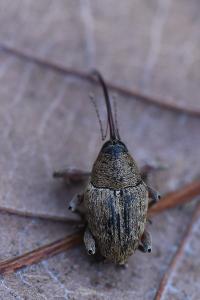 <i>Curculio glandium</i>