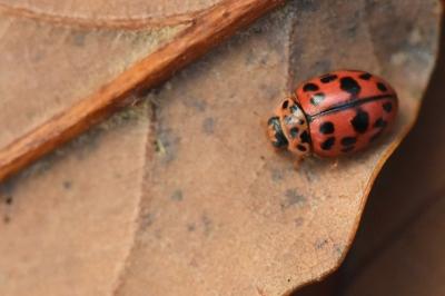 <i>Oenopia conglobata</i>