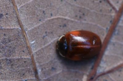 <i>Adalia decempunctata</i>