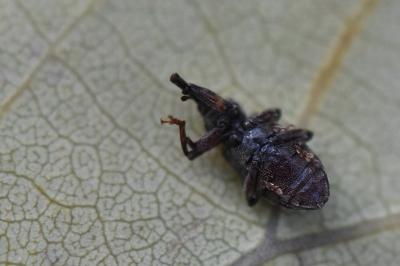 <i>Dorytomus longimanus</i>