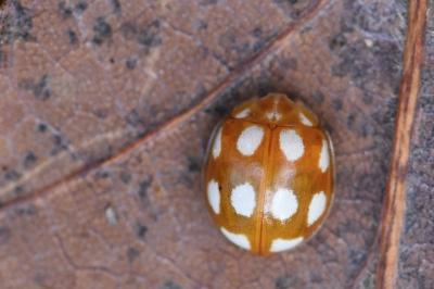 <i>Calvia decemguttata</i>
