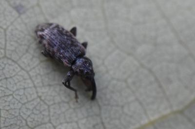 <i>Dorytomus longimanus</i>