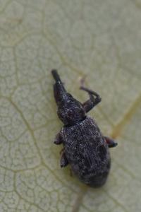 <i>Dorytomus longimanus</i>