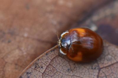 <i>Adalia decempunctata</i>