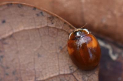<i>Adalia decempunctata</i>