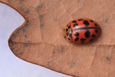 <i>Oenopia conglobata</i>