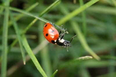 <i>Coccinella septempunctata</i>