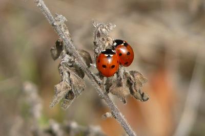 <i>Coccinella septempunctata</i>