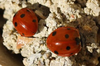 <i>Coccinella septempunctata</i>