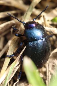<i>Timarcha goettingensis</i>