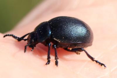 <i>Timarcha goettingensis</i>