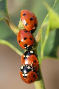 <i>Coccinella septempunctata</i>