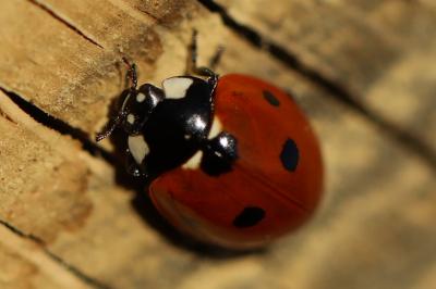 <i>Coccinella septempunctata</i>