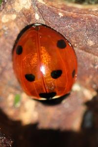 <i>Coccinella septempunctata</i>
