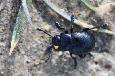 <i>Timarcha goettingensis</i>