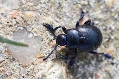 <i>Timarcha goettingensis</i>