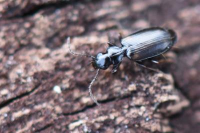 <i>Syntomus obscuroguttatus</i>